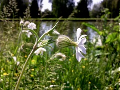 Silene latifolia (Compagnon blanc) - Profil