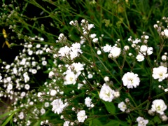 Gypsophila