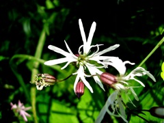 Lychnis flos-cuculi - Fructification