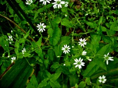 Stellaria (Stellaire) - Sous-bois