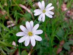 Stellaria (Stellaire) - Petite fleur blanche des marais - 5 pétales doubles