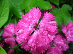 Dianthus barbatus (Oeillet de poète) - Face, rose