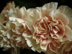 Dianthus caryophyllus (Oeillet giroflé) - Rose 