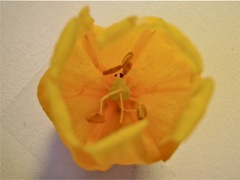 Sandersonia Aurantiaca - Face