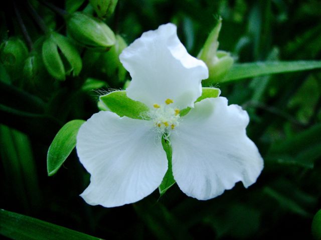 Tradescantia x andersoniana - (Ephémère de Virgine) - Ombre