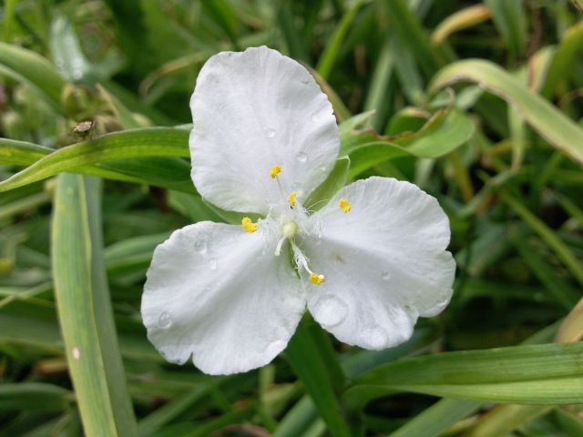 Tradescantia x andersoniana - (Ephémère de Virgine) - Blanc, pointe en haut