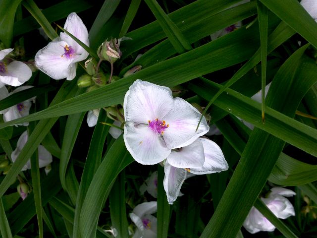 Tradescantia x andersoniana - (Ephémère de Virgine) - Blanc, coeur rose