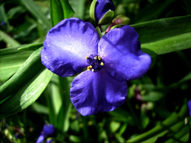 Tradescantia x andersoniana - (Ephémère de Virgine) - Bleu