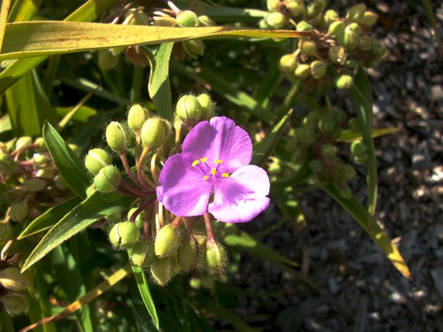 Tradescantia fluminensis