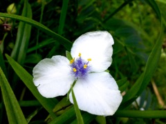 Tradescantia x andersoniana - Filet bleu