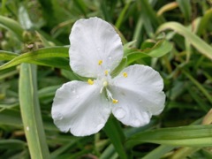 Tradescantia x andersoniana - (Ephémère de Virgine) - Blanc, pointe en haut