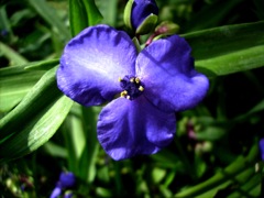 Tradescantia x andersoniana - (Ephémère de Virgine) - Bleu