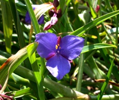 Tradescantia Virginiana