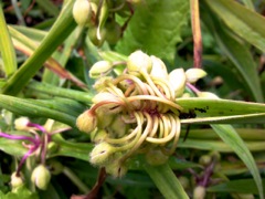 Tradescantia x andersoniana - (Ephémère de Virgine) - Boutons