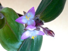 Tradescantia cerinthoïdes - En pot