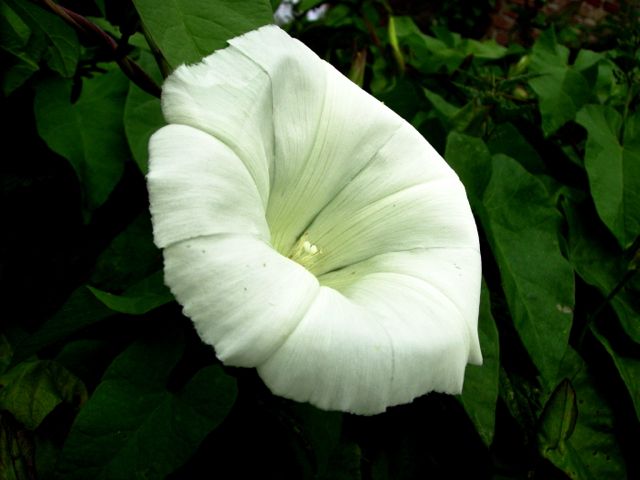 Calystegia silvatica (Liseron  des bois) - 3/4