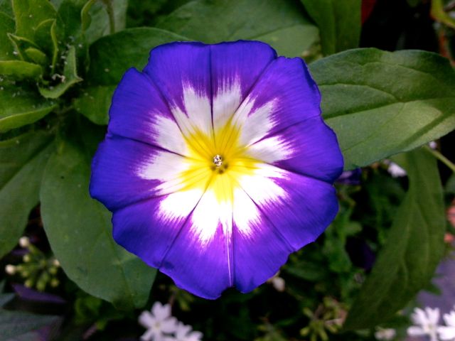 Convolvulus tricolor (Belle-de-jour) - Face