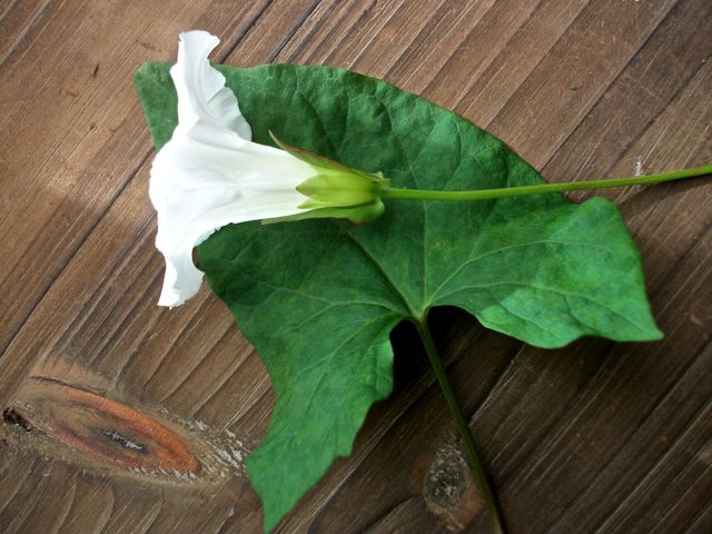 Calystegia sepium (Liseon des haies) - Fleur et feuille