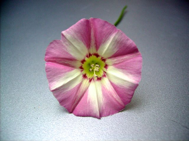 Convolvulus arvensis (Liseron des champs)