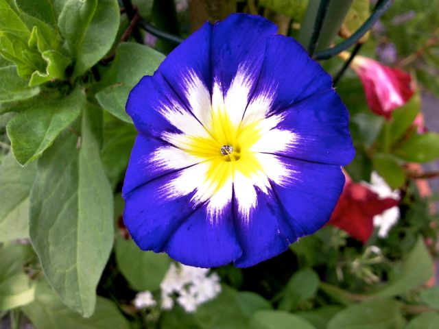 Convolvulus tricolor (Belle-de-jour)