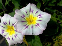 Convolvulus tricolor (Belle-de-jour) - Blanche