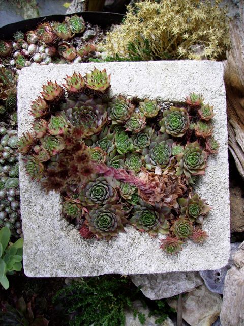 Sempervivum tectorum (Joubarbe des toits) - Rocaille