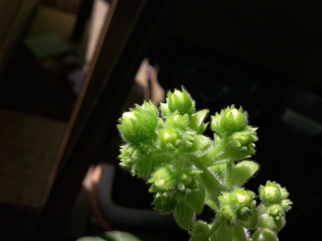 Aeonium tabulaeforme