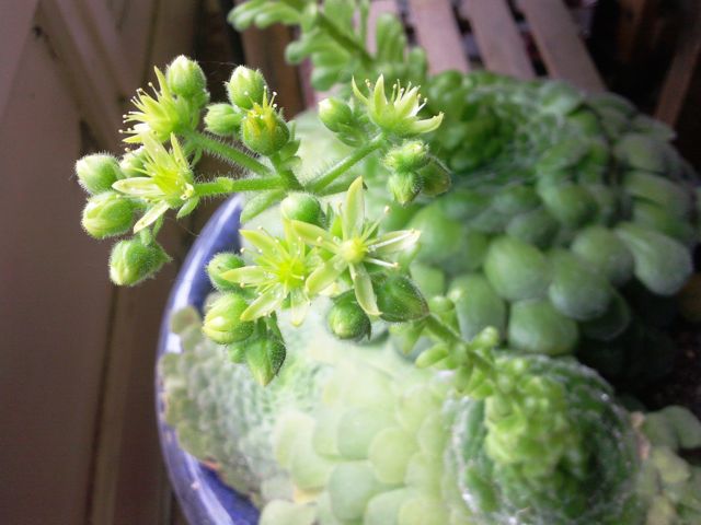 Aeonium tabulaeforme