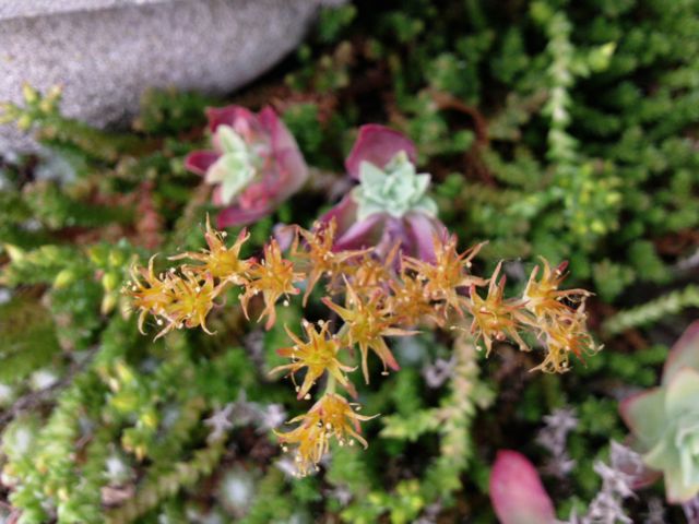 Fleurs de plantes grasses