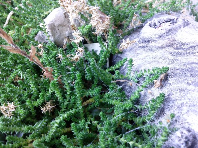 Crassula Tom Thumb