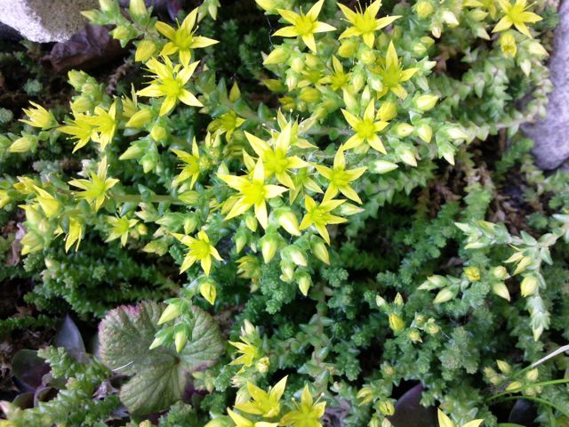 Crassula Tom Thumb