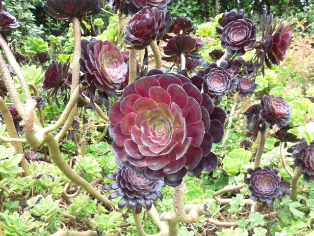 Aeonium