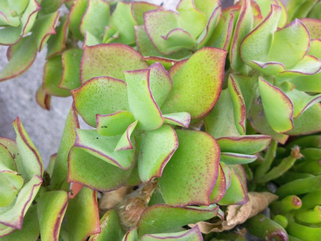 Crassula arborescens