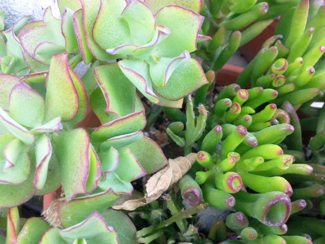 Plantes grasses