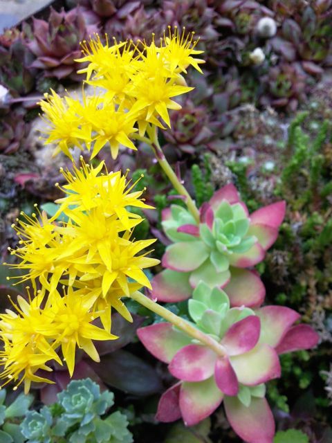 Fleurs de plantes grasses