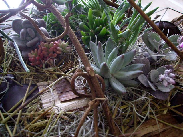 Plantes grasses