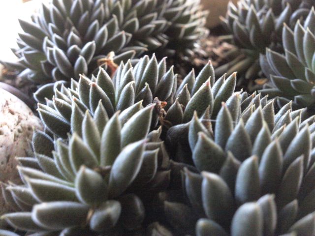 Plante grasse