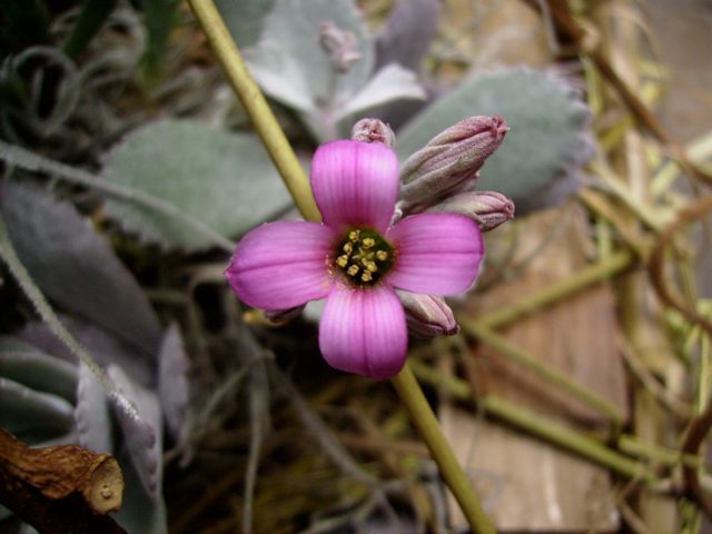 Kalanchoe - Fleur