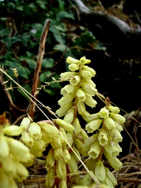 Umbilicus rupestris (Nombril de vénus) - Fleurs