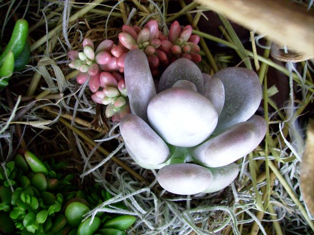 Pachyphytum oviferum