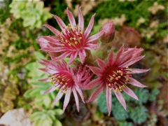 Sempervivum tectorum (Joubarbe des toits) - Fleurs