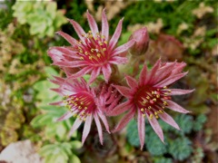 Sempervivum tectorum