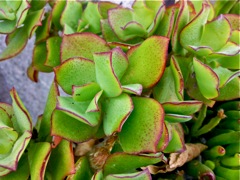 Crassula ovata