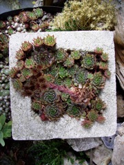 Sempervivum tectorum (Joubarbe des toits) - Rocaille