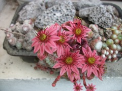 Sempervivum (Joubarbe) - Fleurs