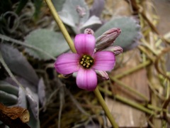 Kalanchoe - Fleur