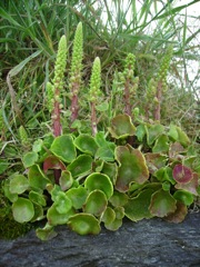 Umbilicus rupestris (Nombril de vénus) - Plante