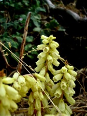 Umbilicus rupestris (Nombril de vénus) - Fleurs