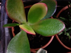 Crassula argentea