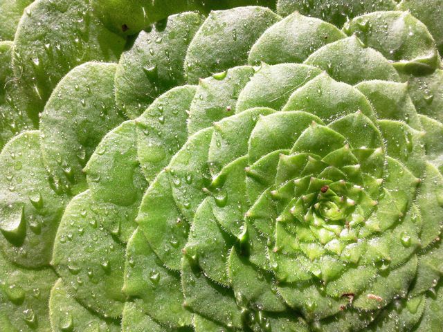 Aeonium tabulaeforme - Spirale